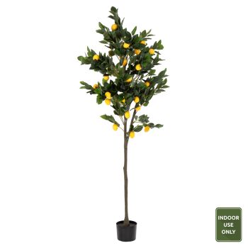 Растение HM4020 Лимоново дърво