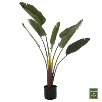 Растение Палма HM7981 зелен цвят 