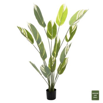Растение Бял Жад HM7997 зелен цвят